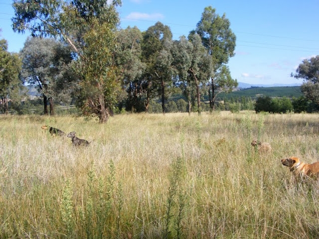 Canberra dog friendly accommodation - Canberra Dog Walks