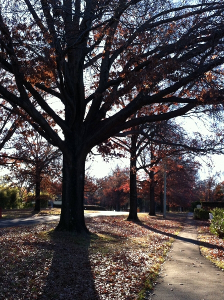 Canberra walks with dogs - Canberra dog walks