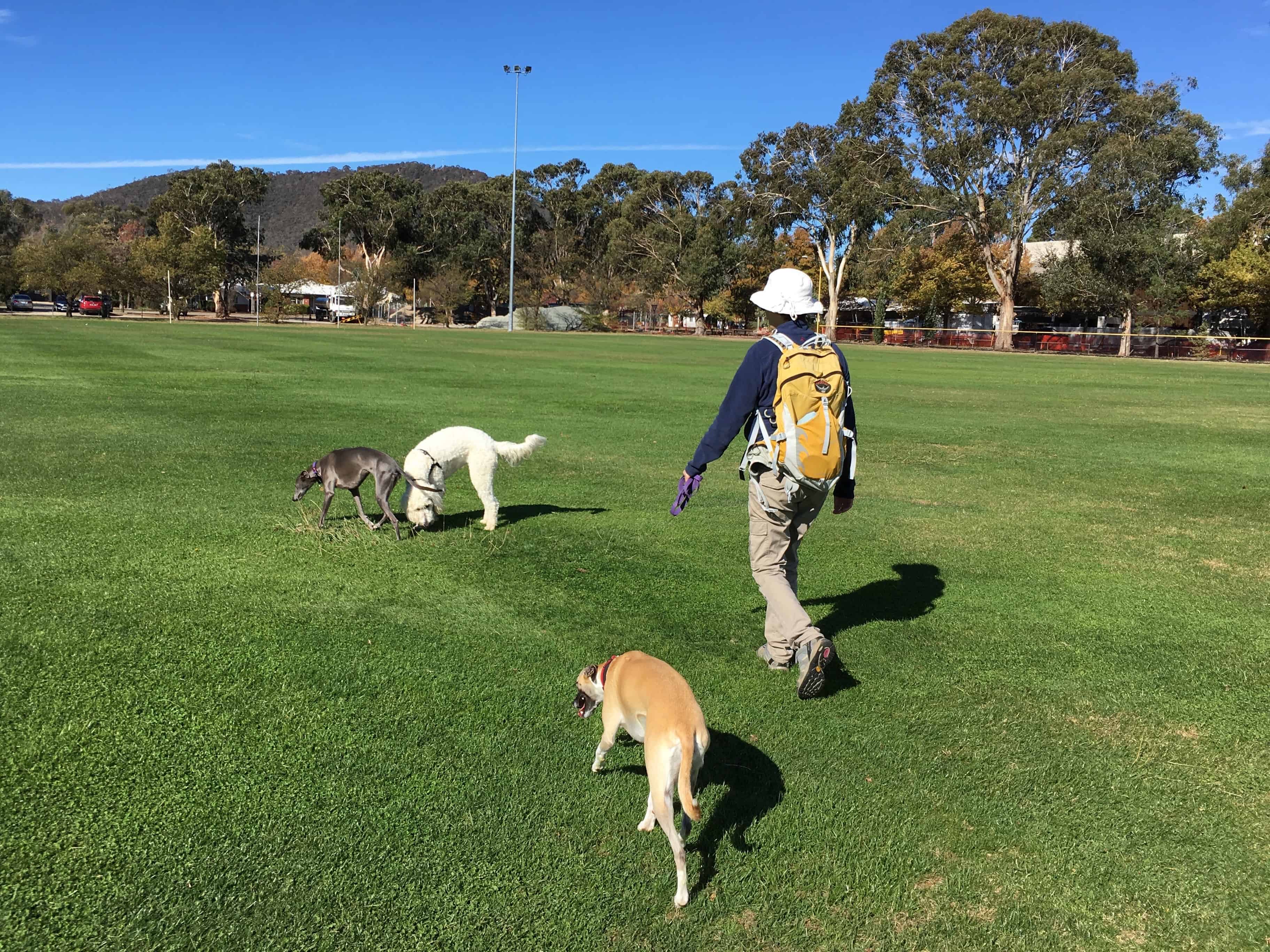 day trips from canberra with dogs