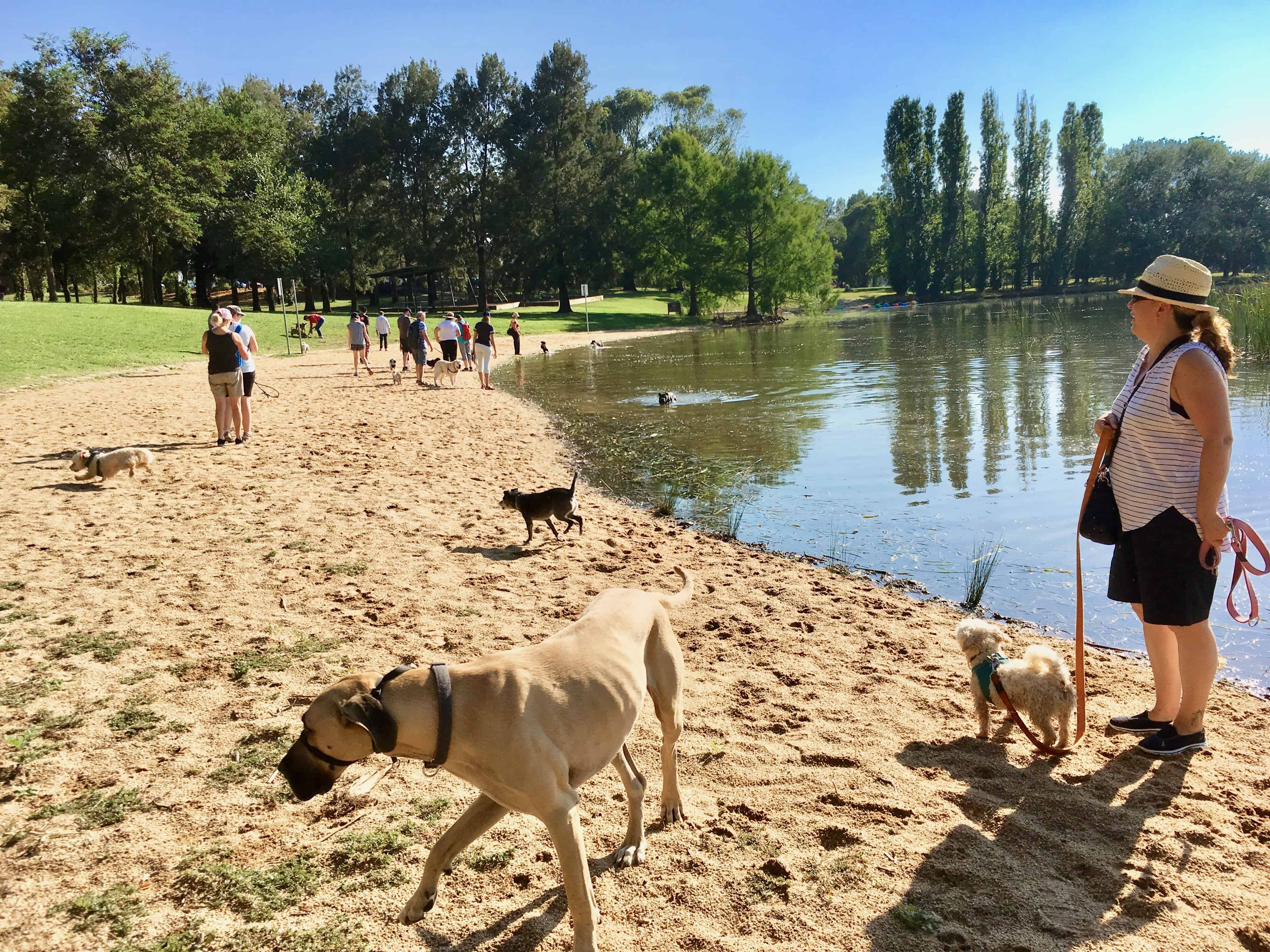 day trips from canberra with dogs