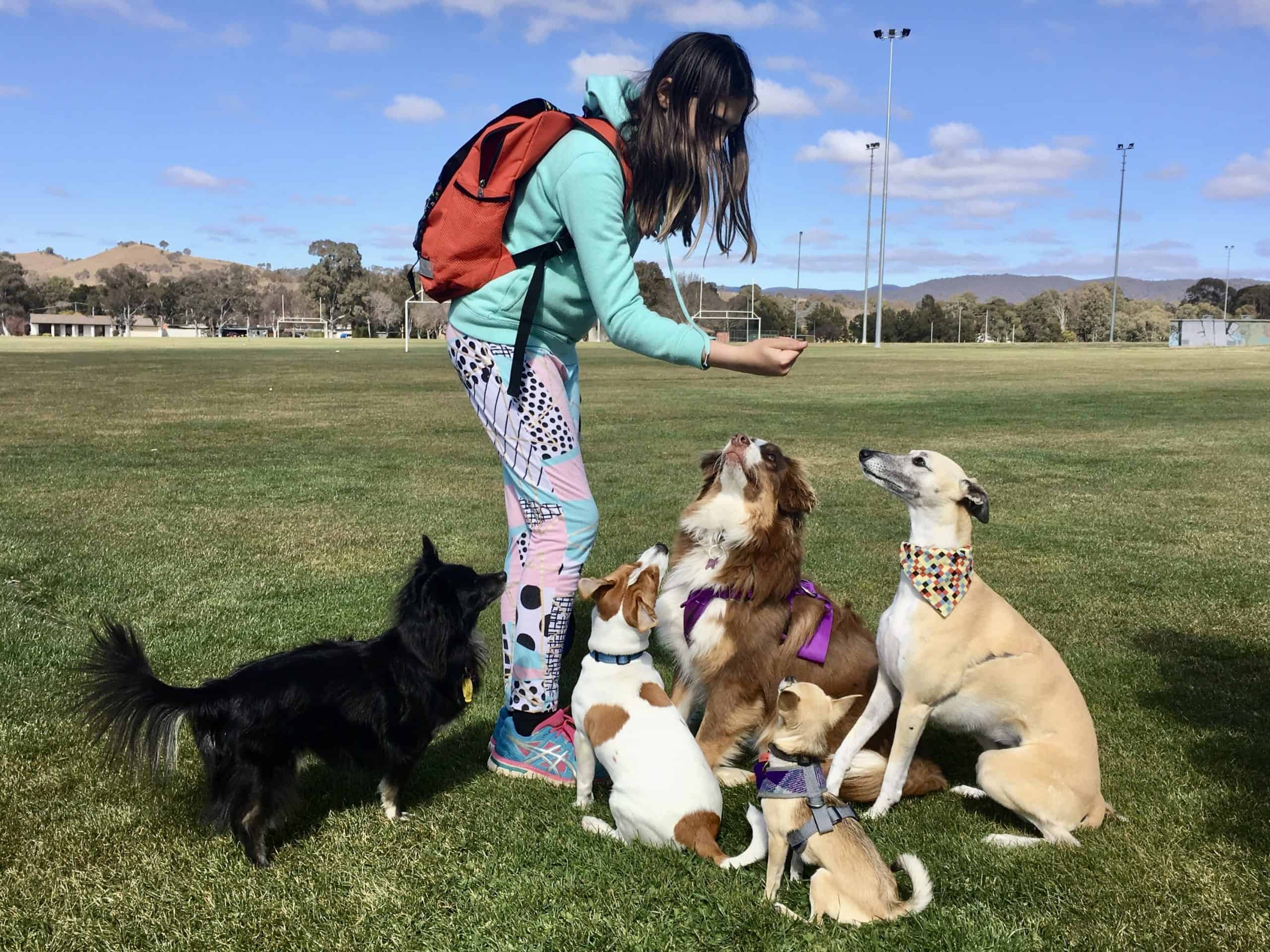 what do i need for dog walking