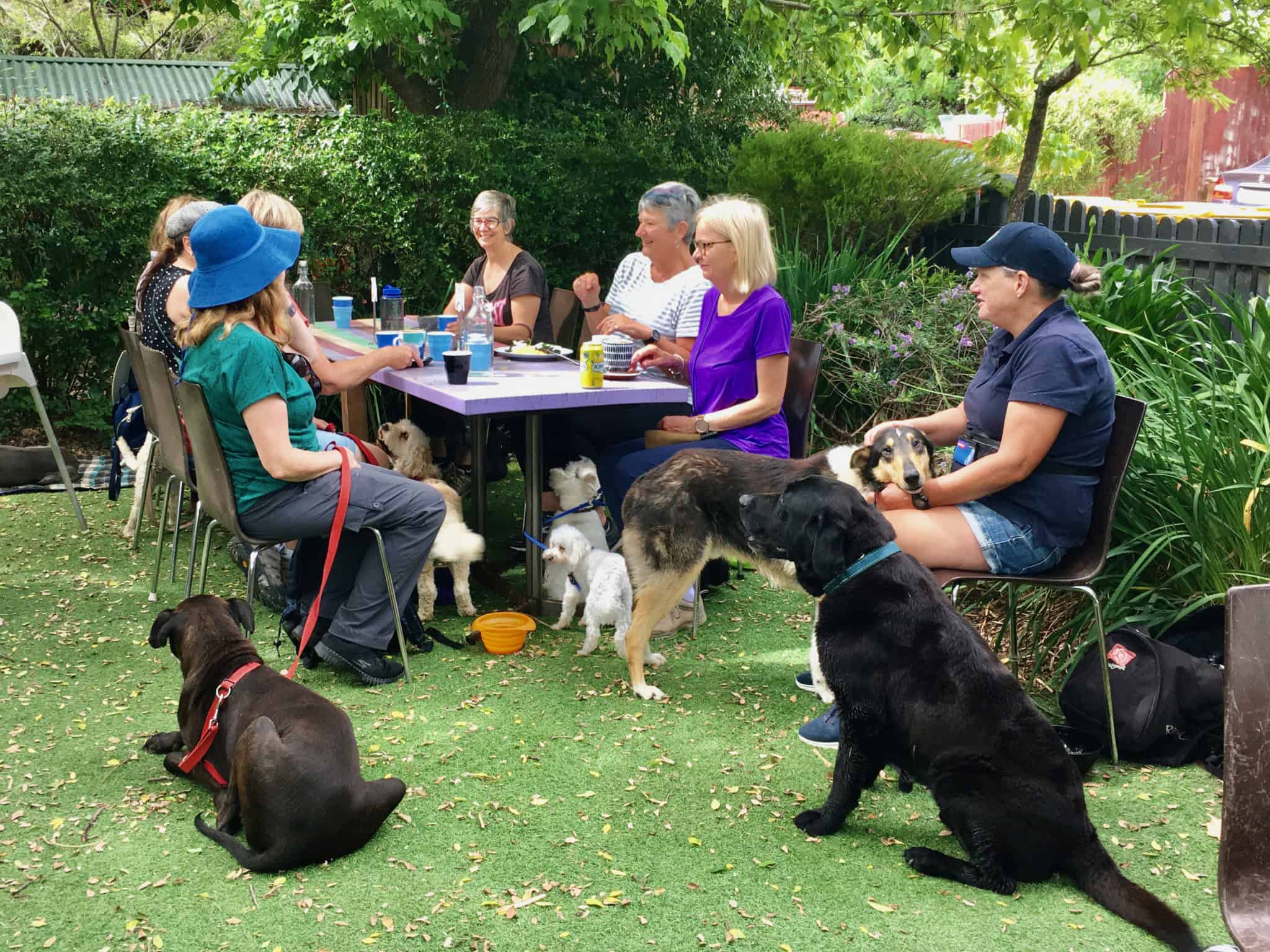 Canberra dog friendly cafes our favourites Canberra Dog Walks