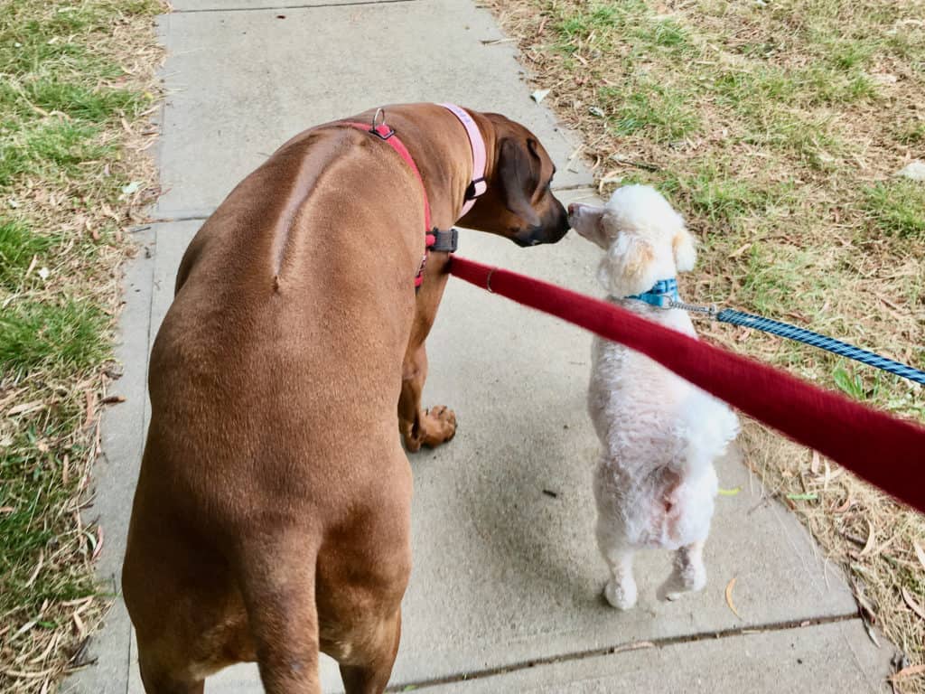 Canberra Dog Walks all about dog friendly Canberra