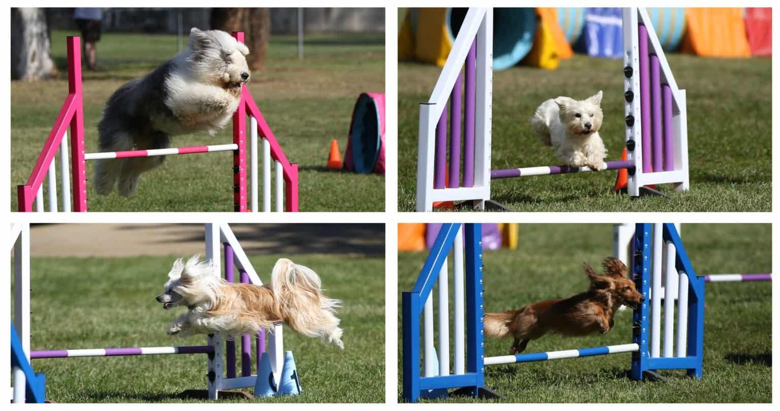 Canberra dog training where can I go for help?